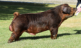 Disturbing The Peace