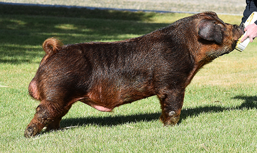 Disturbing The Peace